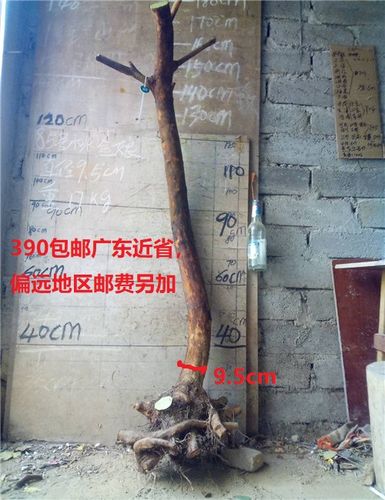 桃金娘老桩盆景盆栽 稔子树哆尼桃金娘大树桃金娘盆景