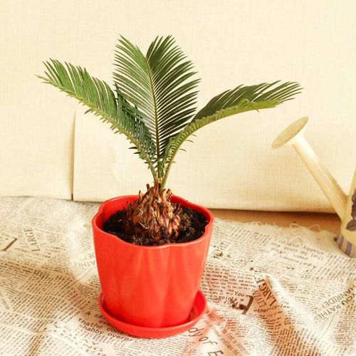 铁树植物室外大型盆栽 铁树苗四季常青庭院室内绿植铁树盆景母子铁
