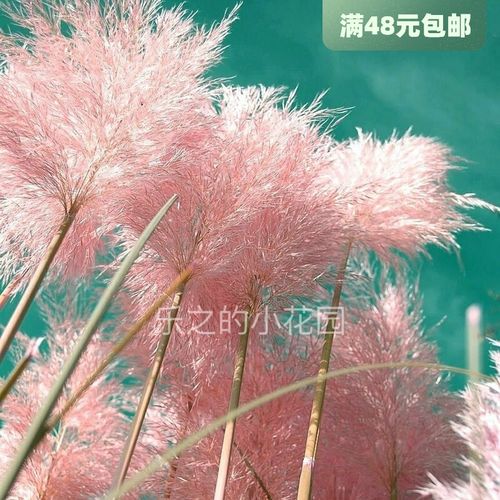 进口粉色蒲苇种子 粉浪 粉羽 pink feather 庭院干切花观赏草