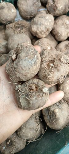 四川凉山花魔芋二代种球晾晒脱水出芽高赠种植资料消毒粉磨芋种子