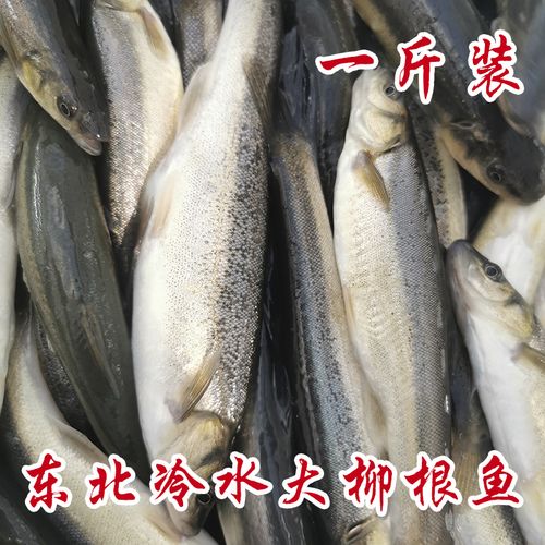 大柳根鱼1斤10条左右部分地区活体真空速冻发货白漂子  1斤装