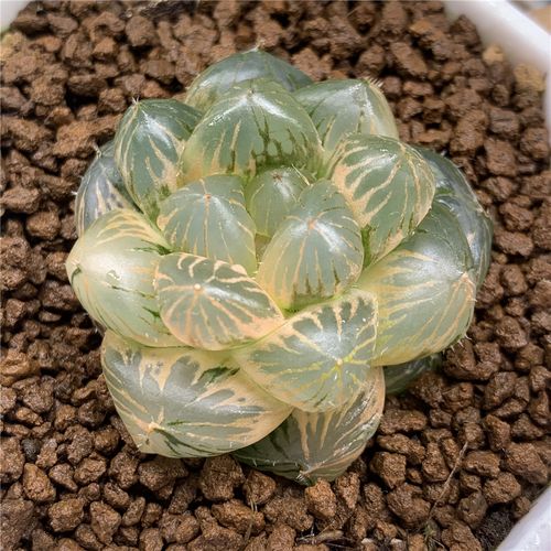 特价om紫王玉露锦十二卷一物一拍多肉植物冰灯玉露万象haworthia