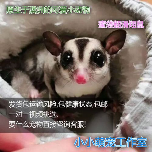澳洲蜜袋鼯活体蜜袋鼬活物幼崽白脸马赛克宝宝网红小宠物滑翔袋鼠