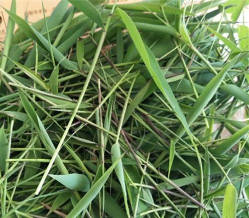 现采新鲜竹叶芯天然竹心嫩芽竹芯竹卷心中药材凉茶嫩竹心100g包邮