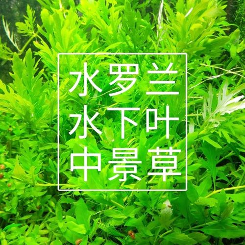 水罗兰水草玩家自养水下叶荷兰景草缸造景开缸水草中景草阳性草