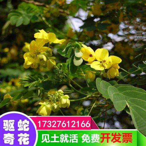 蛇灭门种子驱蛇草望江南野决明野扁豆凤凰草金豆子狗屎豆植物包邮