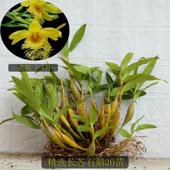 长苏石斛丛苗 又名小鼓槌石斛 兰花卉盆栽 观赏盆栽盆景吊兰 精选长苏