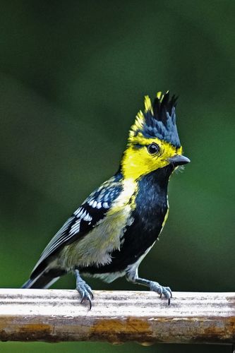 山雀鸟食增色上性补膘适用红头长尾 绿背500克贝子大山雀黄颊山雀