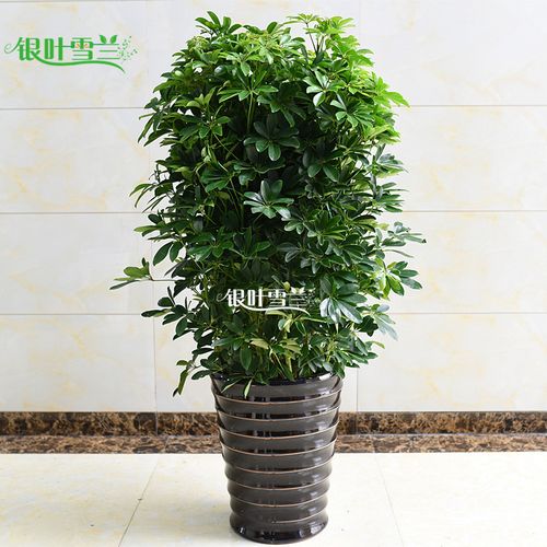 大型鸭脚木绿植盆栽室内乔迁植物办公室客厅阳台植物 净化空气