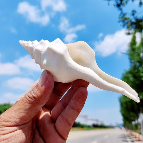 天然大海螺贝壳白长旋螺右旋螺鱼缸造景家居装饰家居收藏摆件标本