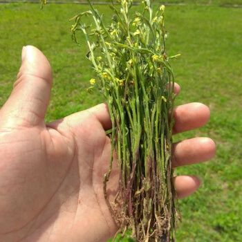 独脚金种子疳积草种籽独脚疳黄花草清米虫 200粒种子 催芽剂