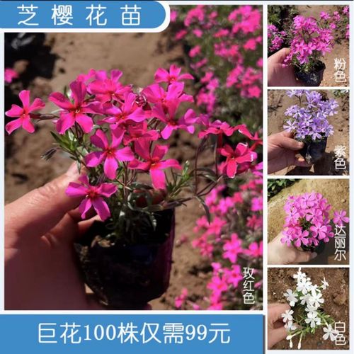 芝樱花苗小苗杯苗多年生丛生福禄考盆栽针叶天蓝绣球花苗四季常绿 3株
