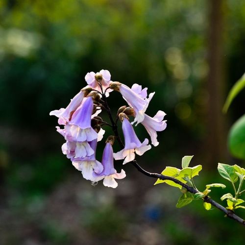 绿化苗木适合南方北方种植泡桐树泡桐树苗紫花泡桐白花泡桐