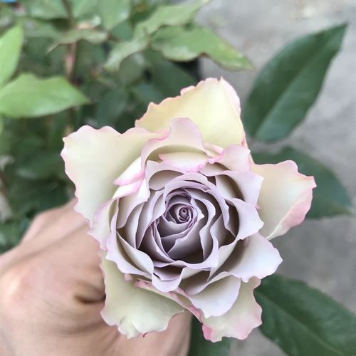 新品青金石面纱 日月花苗花卉阳台庭院勤花多季切花月季1加仑盆栽