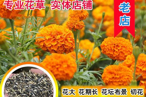 8/组 万寿菊种子南非臭芙蓉蜂窝菊金菊花海花卉籽多年生四季播盆栽