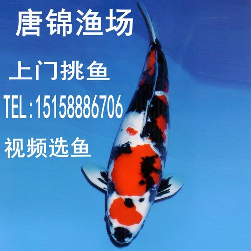 纯种日本锦鲤活体大正三色昭和锦鲤鱼苗冷水风水鱼观赏鱼渔场直销