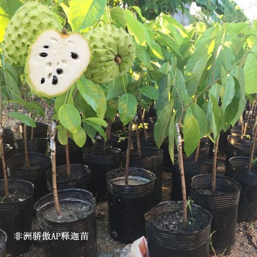 非洲骄傲ap释迦苗 台湾凤梨释迦苗 佛陀果番荔枝蜜释迦嫁接果树苗