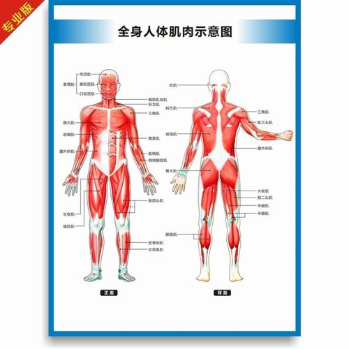 肌肉结构图全身人体肌肉图解y剖图结构图人体运动系统图高清医