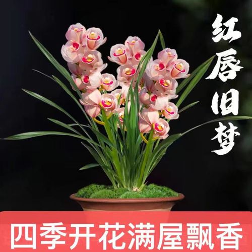 耐寒耐热浓香型兰花苗盆栽墨兰蕙兰室内绿植盆栽包活四季常青