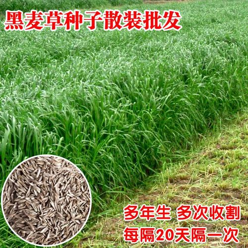 黑麦草种子散装批发多年生四季麦草种籽牛羊鸡鸭鱼鹅等食用牧草籽