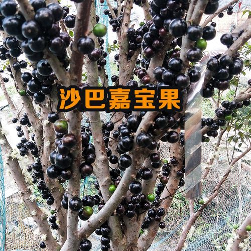 台湾嘉宝果嫁接苗 树葡萄 四季嘉宝果早生艾斯卡盆栽果树苗南方