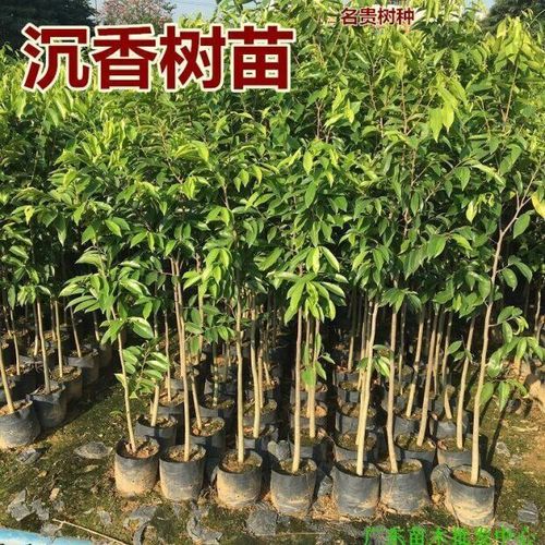 沉香树苗沉香苗黄花梨小叶紫檀金丝楠木苗名贵树盆栽