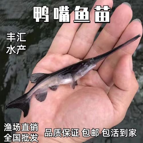 鸭嘴鱼苗活体观赏鱼淡水鱼人工养殖食用冷水鱼鸭嘴鲟鱼苗批发包邮