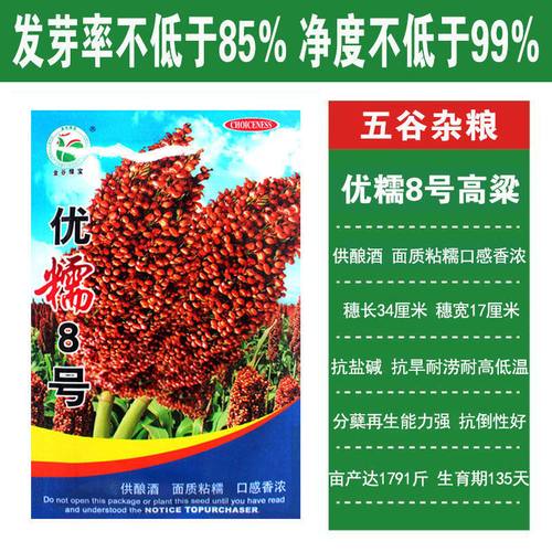 颜集卉优糯8号红高粱种子酿酒高粱籽抗四高粱高产抗病酿酒用红高粱种