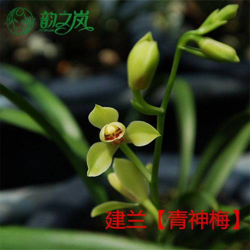 韵之岚兰花苗 建兰青神梅 四季兰神州梅瓣室内室外绿植兰草花卉盆栽易