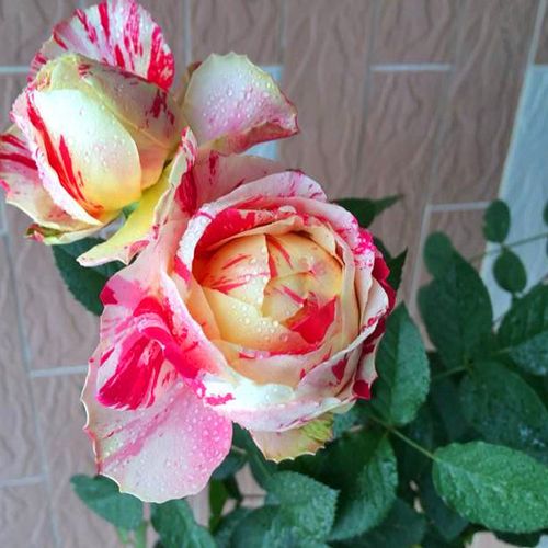 狂欢派对/毛茛之舞 日本切花月季红黄条纹大花丰花四季开花包对版