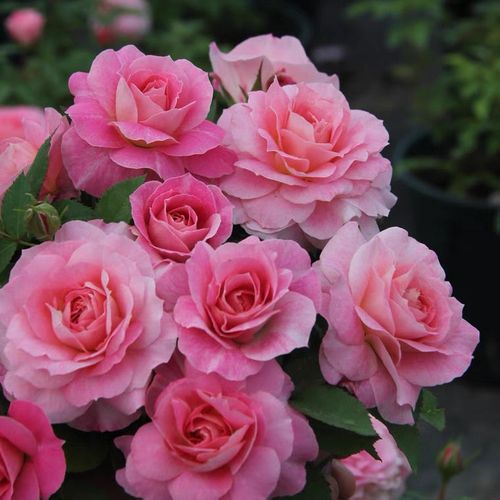 海神王月季大苗阳台灌木盆栽植物玫瑰花苗四季开花浓香大花微月