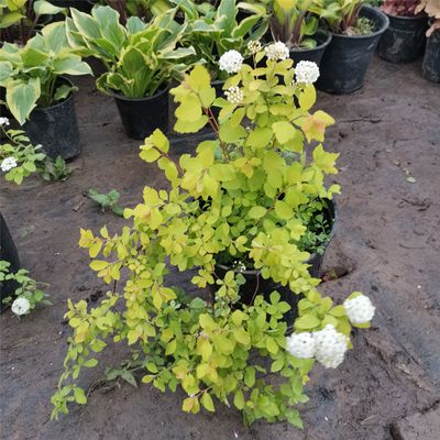 花镜植物菱叶绣线菊黄金喷泉盆栽植物花卉花园庭院耐热耐
