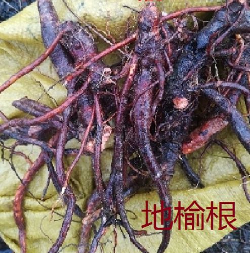 地榆根野生新鲜高山地榆的根部春夏秋可供茎叶根全棵中药材