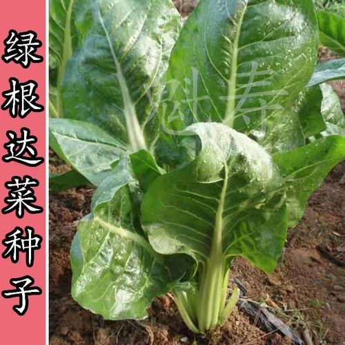 绿根达菜种子君达菜青菜籽野菜种子蔬菜春夏秋劈菜种籽四季秋冬季