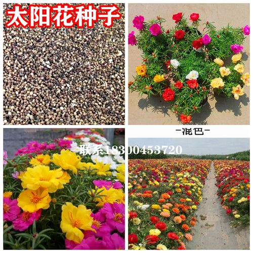 太阳花种子重瓣太阳花花籽多年生草本花卉植物花草种植出苗率高好