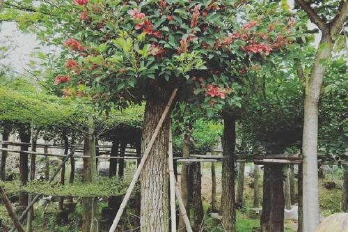 0/棵 鸡冠刺桐,观赏树中优良树种,用于园林绿化,庭院,公路,风景区