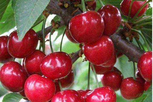 0/株 玛瑙红樱桃树苗 车厘子苗,美早,黑珍珠  红灯,车厘子苗