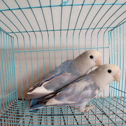 牡丹鹦鹉蓝银特色面类牡丹送鸟粮运输笼花桃紫罗兰宠物萌宠可爱亲【5