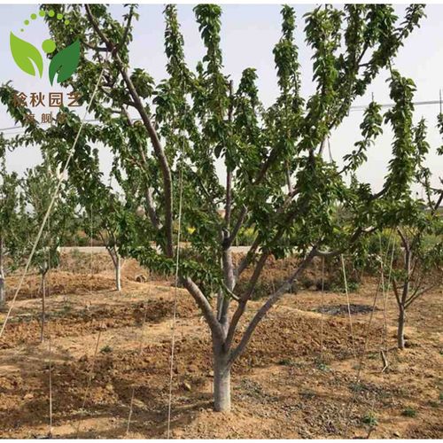 大型庭院别墅种植地栽果树大樱桃车厘子树苗樱桃苗俄罗斯八号大樱桃