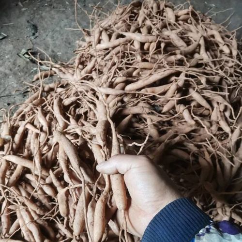 91润曦堂90四川天冬草泡酒新鲜天门冬中药材川天冬根新货大门冬根