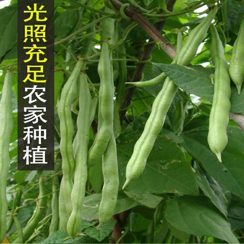 云南四季豆无筋豆新鲜菜蔬菜包邮当季长豆角芸豆甜豆四角豆扁豆批