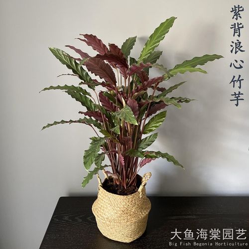 波浪紫背竹芋网红桌面植物水培好养室内喜阴办公室吸甲醛稀有观叶