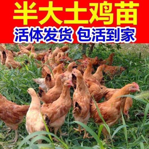 散养纯种土鸡活体脱温苗正宗童子鸡草鸡笨鸡小公鸡活体母鸡仔包活