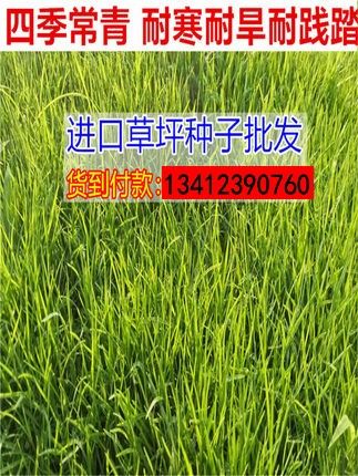 草坪种子狗牙根进口四季青护坡草果岭草百慕大草种籽绿化草皮种子