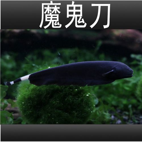 【店铺推荐】魔鬼刀鱼活体电鳗黑魔鬼鱼黑羽毛鱼线翎热带观赏鱼包活