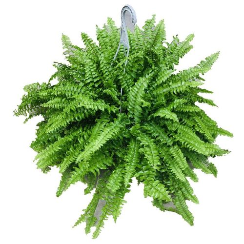 波士顿蕨盆栽蕨类垂吊兰植物室内净化空气吸甲醛耐阴易养观叶绿植【4