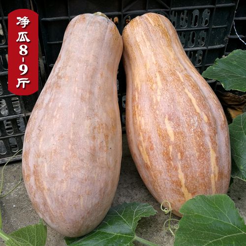 正宗热带海南老南瓜新鲜面甜黄肉宝宝孕妇辅食农家自种老品种南瓜