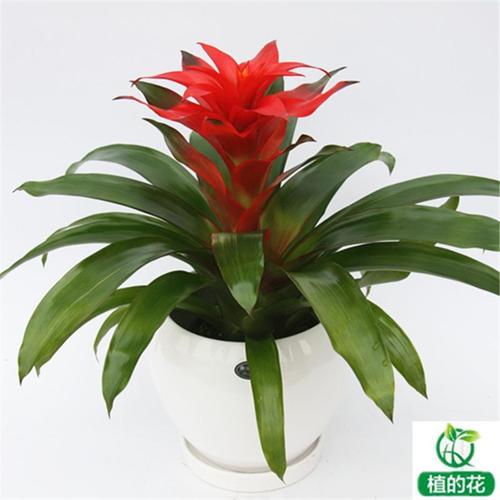 凤梨鸿运当头红星盆栽花卉开花植物盆景观花绿植年宵开业礼品北京