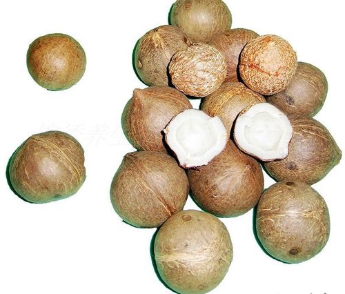 新鲜天然海椰皇非洲海底椰王海椰子迷你小椰子煲汤多规格 小椰子10个