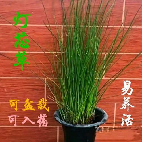 虎须草赤须灯心灯草碧玉草水灯心铁灯心虎酒草曲屎草秧草园艺盆栽